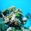 Отель Mai Dive Astrolabe Reef Resort, фото 10