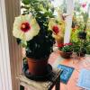 Отель Relais Des Gouverneurs в Hell-Bourg