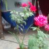 Отель Las Bugambilias, фото 7