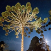 Отель Villa das Araucarias, фото 50