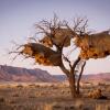 Отель Desert Camp, фото 27