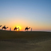 Отель Rajwada Desert Camp by Park Tree, фото 19