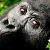 Отель Sanctuary Gorilla Forest Camp, фото 12