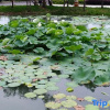 Отель Chaohu Fragrant Hotspring Spa Resort, фото 17