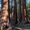 Отель The Pines Resort - 3 Nights, Bass Lake, USA, фото 15