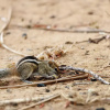 Отель Joe's Bungalow Yala, фото 5