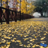 Отель Cuiping Mountain Hotel, фото 9