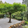 Отель Schumann’s Resort & Park, фото 6