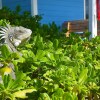 Отель Sorobon Boutique Hotel  Bonaire, фото 29