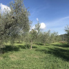 Отель Belvilla by OYO Borgo Sanvico Forrest, фото 12
