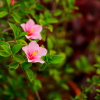 Отель Phoenix Holidays, фото 5