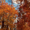 Отель Bakuriani Park Residence Apartment47, фото 10