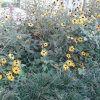 Отель Host in Kobuleti, фото 5