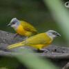 Отель Tinamu Birding Nature Reserve, фото 15