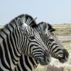 Отель Etosha Safari Camping2Go, фото 13