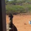 Отель Ningaloo Bed and Breakfast, фото 8