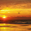 Отель Boardwalk Beach Resort Unit 905, фото 11