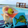 Отель Lina Point Belize Overwater Resort, фото 41