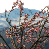 Отель HawkRidge Alpine Suite, фото 1