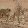 Отель iKhaya LamaDube Game Lodge, фото 33