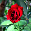 Отель Cirali Irmak Hotel, фото 22