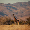Отель Sandfontein Lodge & Nature Reserve, фото 27