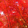 Отель Kishu tetsudou Karuizawa hotel, фото 20