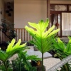 Отель Yugui Hot Spring Holiday Hotel, фото 23