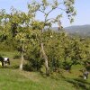 Отель Agriturismo La Casina, фото 17