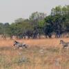 Отель Chaminuka Lodge and Nature Reserve, фото 14