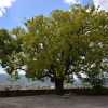 Отель Agriturismo Monteverde, фото 18