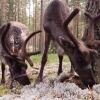 Гостиница Шишки на Лампушке — Finnish Kalevala, фото 18