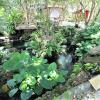 Отель Tiny House in Authentic Japanese Koi Garden in Florida, фото 25