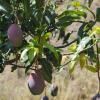 Отель Cortijo Lagar de Luisa, фото 7