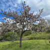Отель Coombeshead Farm, фото 20