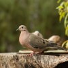 Отель Casa Colibri Ecolodge, фото 6