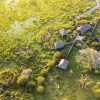 Отель Little Okavango Camp Serengeti в Бунда