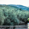 Отель Olive Grove Private Residence, фото 33