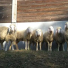 Отель Agriturismo Ae Noseare, фото 27