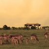 Отель Ol Pejeta Holiday Villas, фото 16