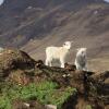 Отель Stuðlaberg, фото 11