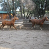 Отель Red Tail Ranch, фото 12