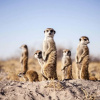 Отель Jack's Camp, фото 5