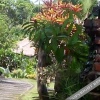 Отель Bintang Pari Cottage, фото 15