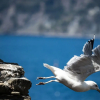 Отель Maemuna Sea View, фото 18