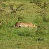 Отель Mara Ngenche Safari Camp, фото 24