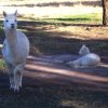 Отель Starline Alpacas Farmstay Resort, фото 5