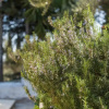 Отель Olive Grove Poolside Apartments, фото 22