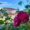 Отель Mobile Homes Kamp Maslina, Biograd Na Moru, фото 6