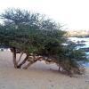 Отель Nubian Beach в Асуане